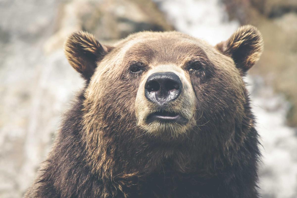 Modular kitchen